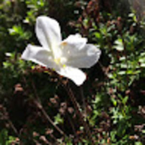 Meet your Posher, Stella